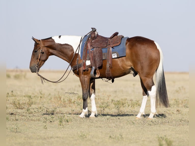 American Paint Horse Hongre 7 Ans 152 cm Tobiano-toutes couleurs in Congress