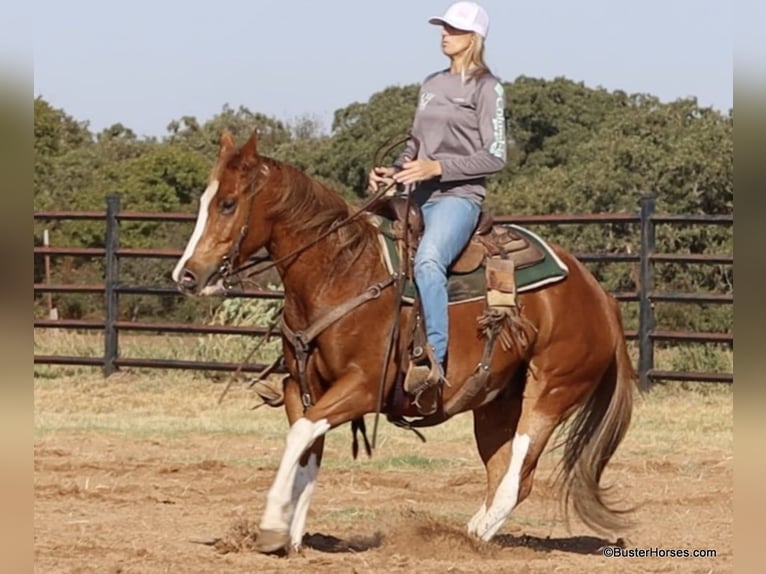 American Paint Horse Hongre 7 Ans 155 cm Alezan brûlé in Weatherford TX