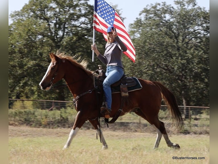 American Paint Horse Hongre 7 Ans 155 cm Alezan brûlé in Weatherford TX