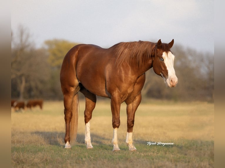 American Paint Horse Hongre 7 Ans 155 cm Overo-toutes couleurs in Weatherford, TX