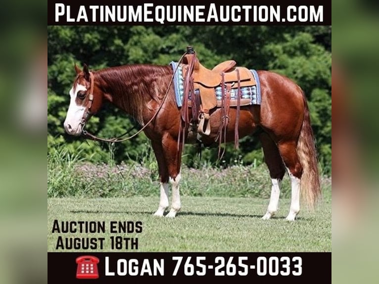 American Paint Horse Hongre 7 Ans 155 cm Overo-toutes couleurs in Level Green Ky