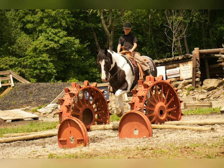 American Paint Horse Hongre 7 Ans 155 cm in Fresno, OH