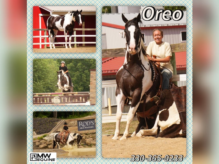 American Paint Horse Hongre 7 Ans 155 cm in Fresno, OH