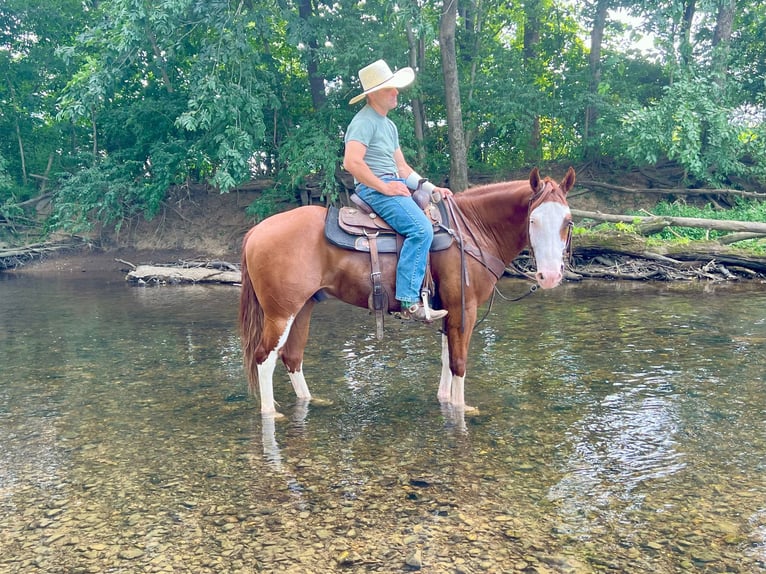 American Paint Horse Hongre 7 Ans 157 cm Alezan cuivré in Lebanon