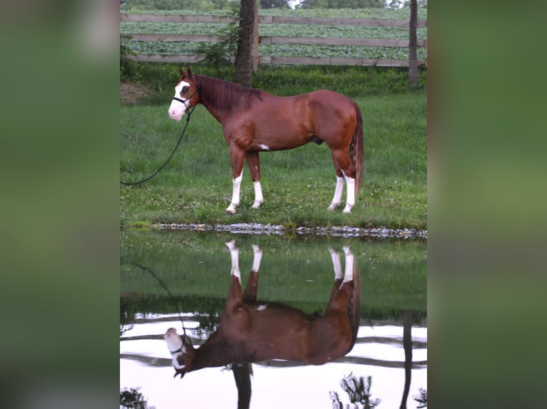 American Paint Horse Hongre 7 Ans 157 cm Alezan cuivré in Lebanon