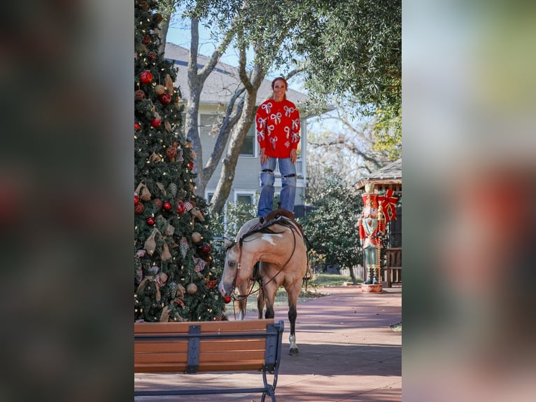 American Paint Horse Hongre 7 Ans 157 cm Buckskin in Forney