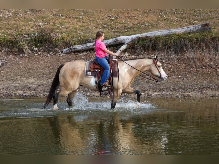 American Paint Horse Hongre 7 Ans 157 cm Buckskin in Forney