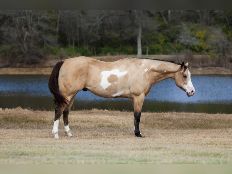 American Paint Horse Hongre 7 Ans 157 cm Buckskin in Forney