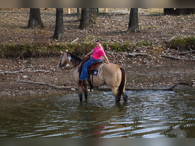 American Paint Horse Hongre 7 Ans 157 cm Buckskin in Forney