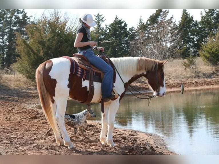 American Paint Horse Hongre 7 Ans 157 cm Pinto in Ripley