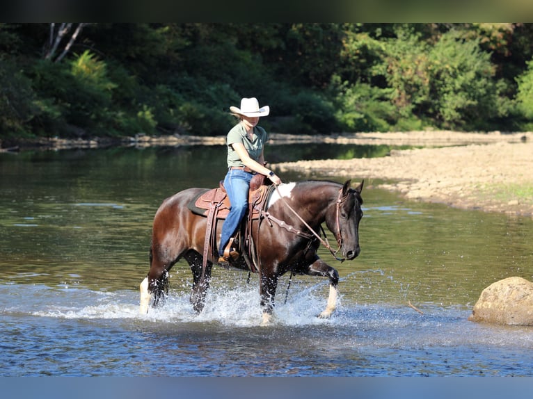 American Paint Horse Hongre 7 Ans 157 cm in Clarion, PA