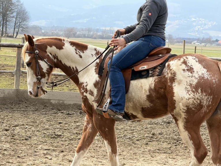 American Paint Horse Hongre 7 Ans 158 cm Alezan cuivré in Maribir