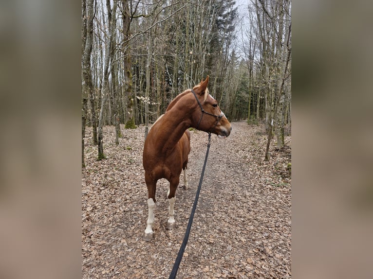 American Paint Horse Hongre 7 Ans 158 cm Alezan in Landshut