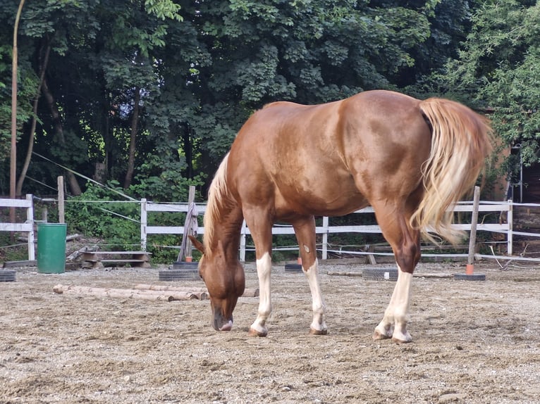 American Paint Horse Hongre 7 Ans 158 cm Alezan in Landshut