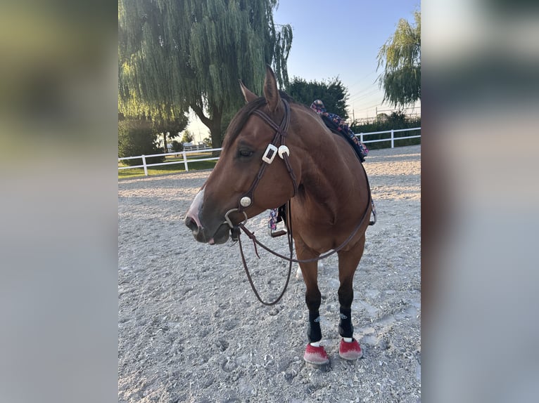 American Paint Horse Hongre 7 Ans 158 cm Bai in Grefrath