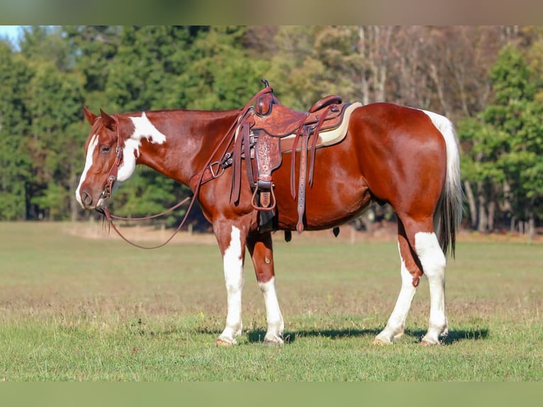American Paint Horse Hongre 7 Ans 160 cm Pinto in Clarion