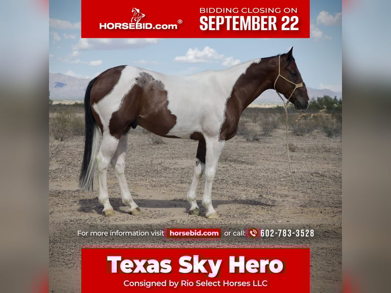 American Paint Horse Hongre 7 Ans 160 cm Pinto in Tonopah