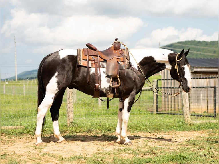 American Paint Horse Croisé Hongre 7 Ans 160 cm in Rebersburg, PA