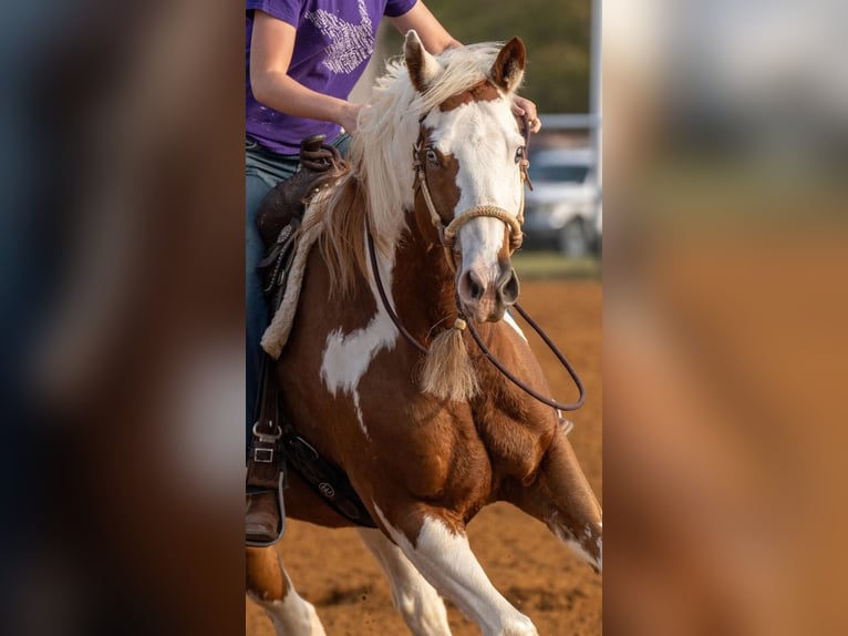 American Paint Horse Hongre 7 Ans Alezan cuivré in Terrell
