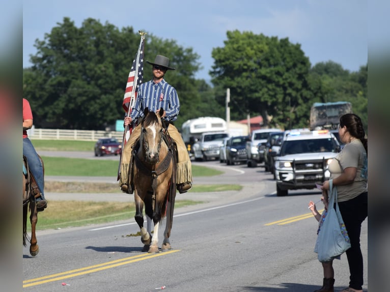 American Paint Horse Hongre 7 Ans Buckskin in Mccurtain