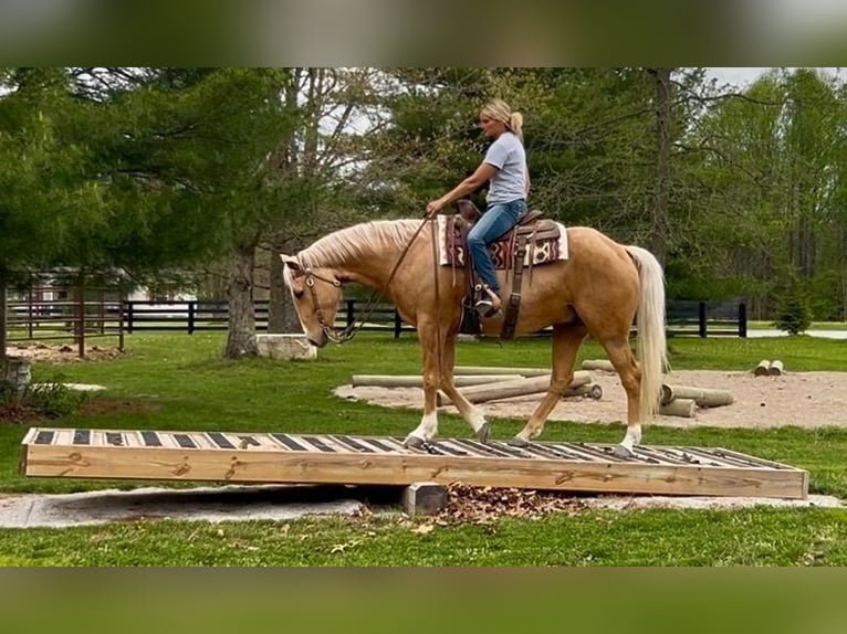 American Paint Horse Hongre 7 Ans Palomino in Oxford