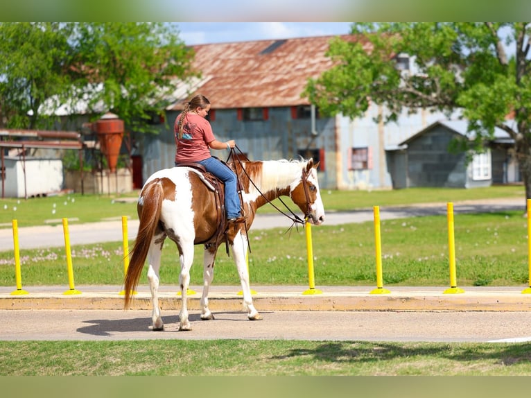 American Paint Horse Hongre 7 Ans Pinto in Forney