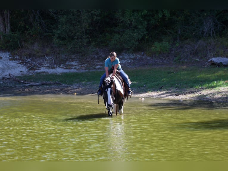 American Paint Horse Croisé Hongre 7 Ans Pinto in Terrell