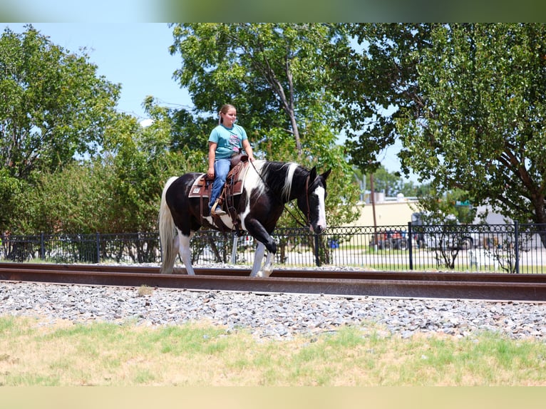American Paint Horse Croisé Hongre 7 Ans Pinto in Terrell
