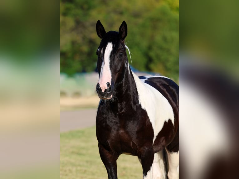 American Paint Horse Croisé Hongre 7 Ans Pinto in Terrell