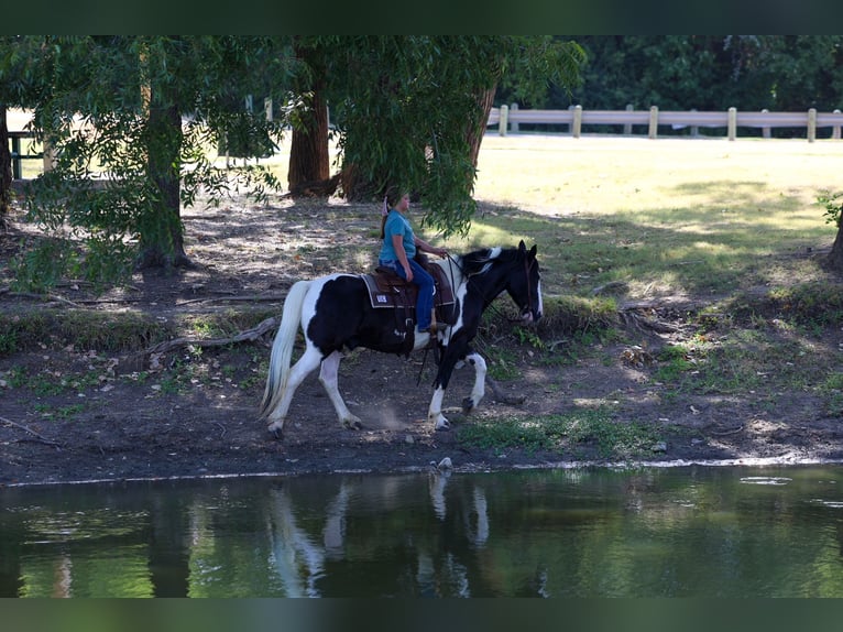 American Paint Horse Croisé Hongre 7 Ans Pinto in Terrell