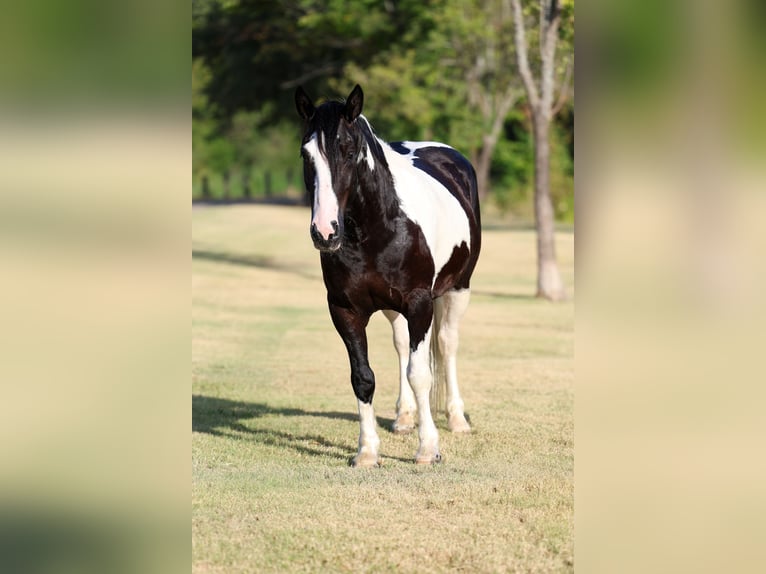American Paint Horse Croisé Hongre 7 Ans Pinto in Terrell