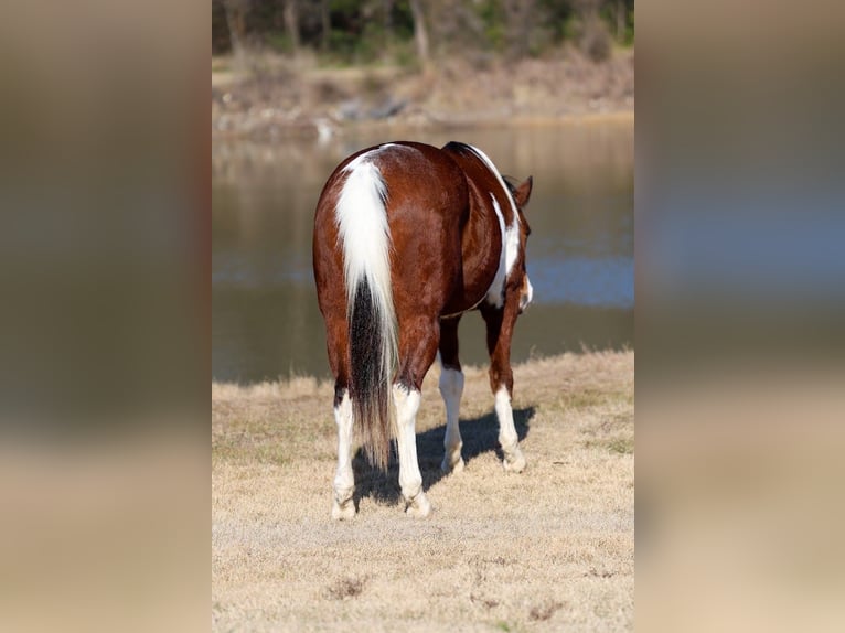 American Paint Horse Hongre 7 Ans Tobiano-toutes couleurs in Forney
