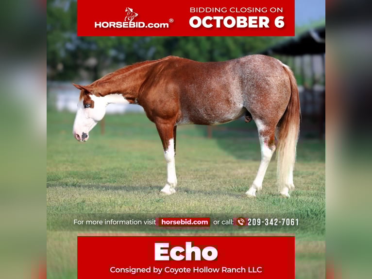 American Paint Horse Hongre 8 Ans 142 cm in Mount Vernon, TX