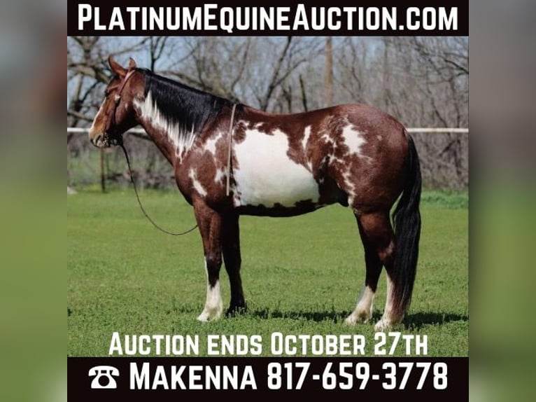 American Paint Horse Hongre 8 Ans 147 cm Overo-toutes couleurs in Stephenville TX
