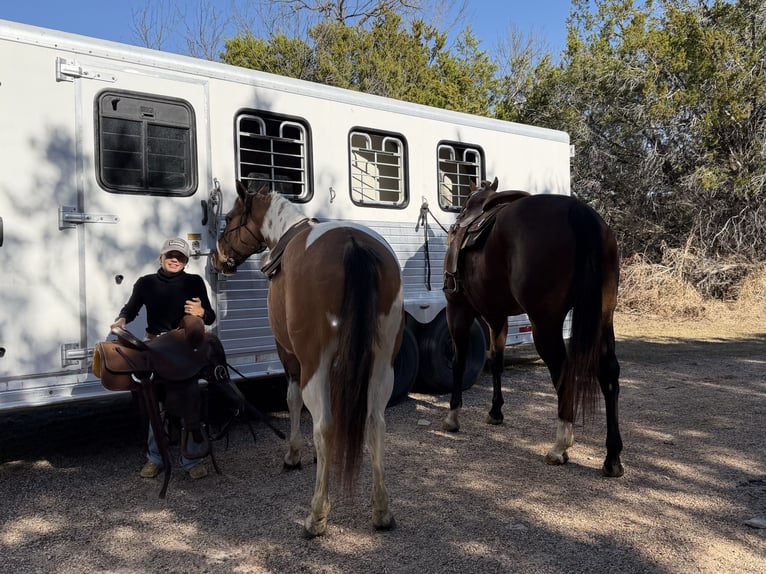 American Paint Horse Hongre 8 Ans 147 cm Pinto in Cleburne