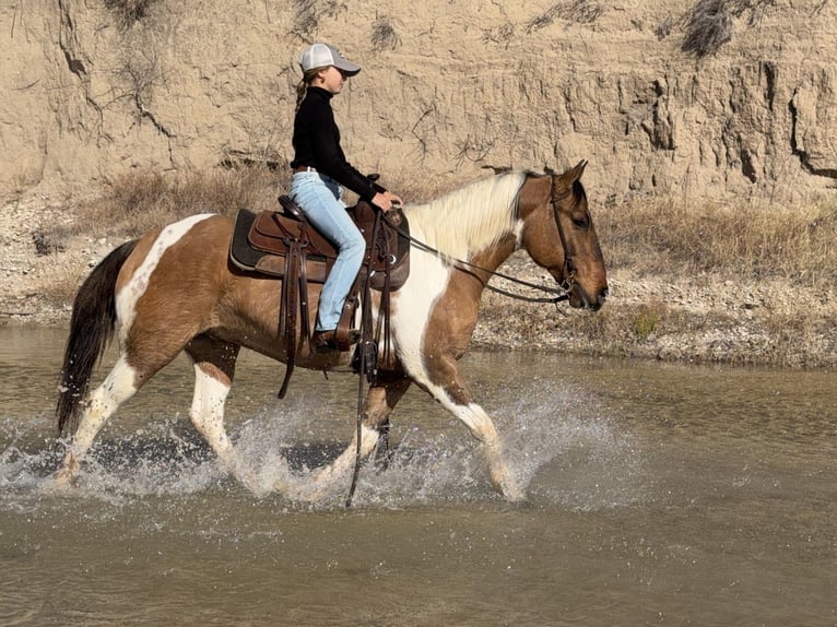 American Paint Horse Hongre 8 Ans 147 cm Pinto in Cleburne