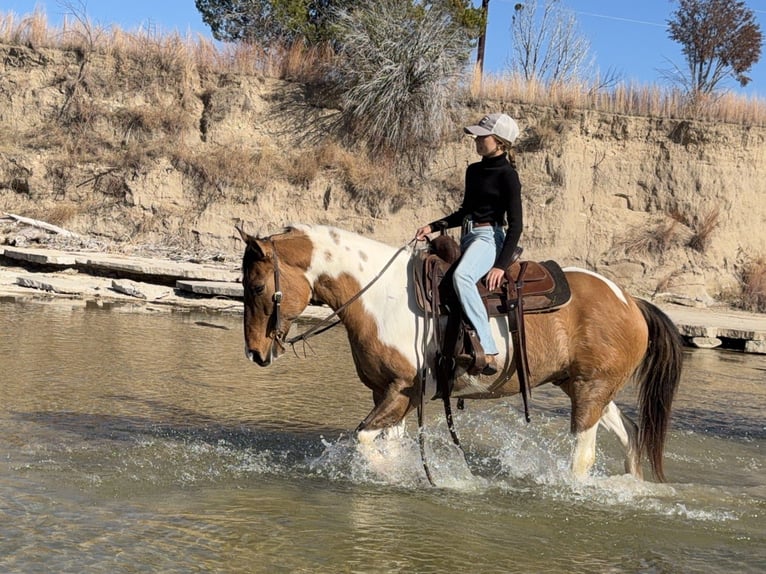 American Paint Horse Hongre 8 Ans 147 cm Pinto in Cleburne