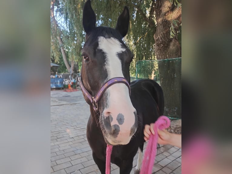 American Paint Horse Hongre 8 Ans 148 cm Noir in Klein Harras