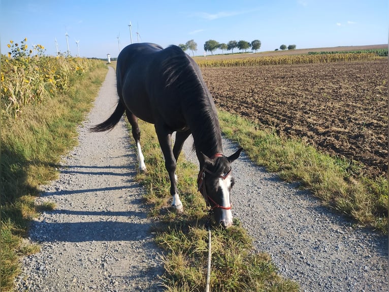 American Paint Horse Hongre 8 Ans 148 cm Noir in Klein Harras