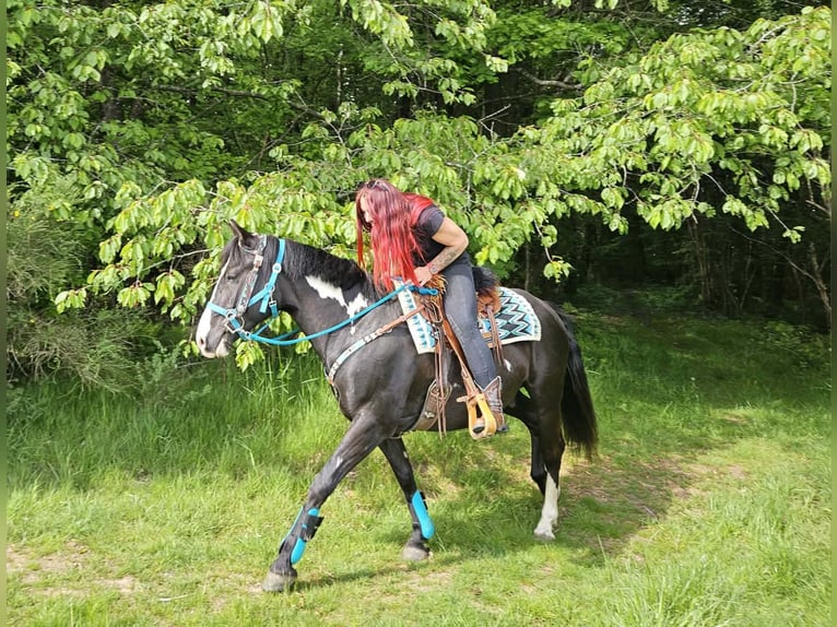 American Paint Horse Hongre 8 Ans 150 cm Overo-toutes couleurs in Linkenbach