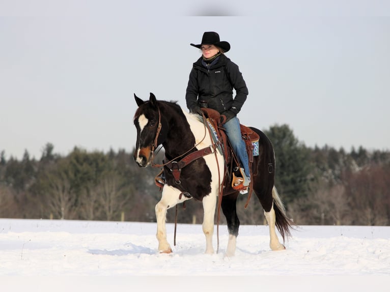 American Paint Horse Hongre 8 Ans 150 cm Pinto in Clarion