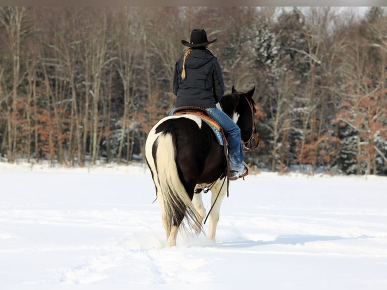 American Paint Horse Hongre 8 Ans 150 cm Pinto in Clarion