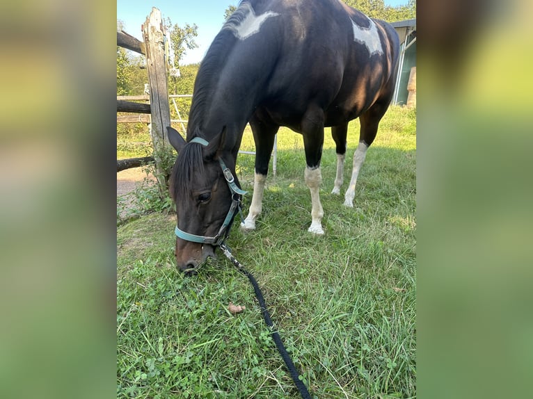 American Paint Horse Hongre 8 Ans 150 cm Pinto in Ramstein-Miesenbach