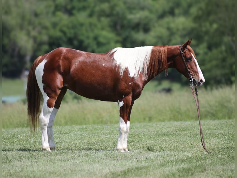 American Paint Horse Hongre 8 Ans 150 cm Tobiano-toutes couleurs in Brodhead KY