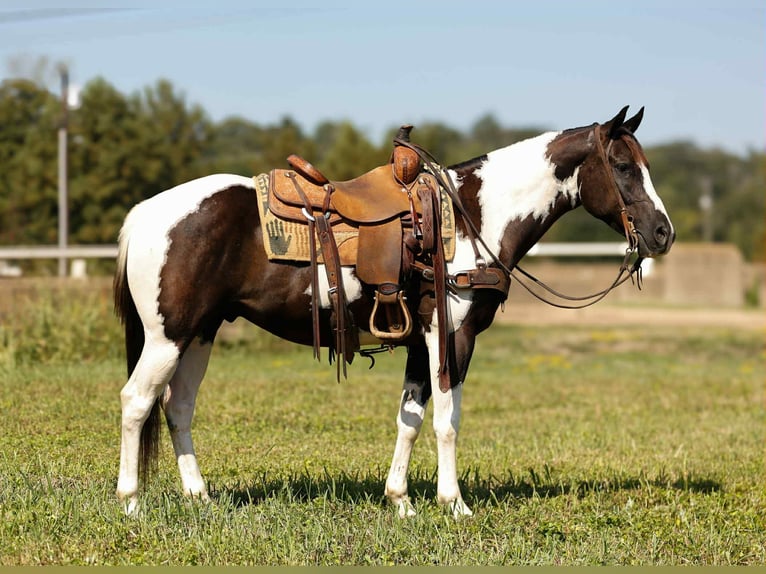 American Paint Horse Hongre 8 Ans 150 cm Tobiano-toutes couleurs in Rusk TX