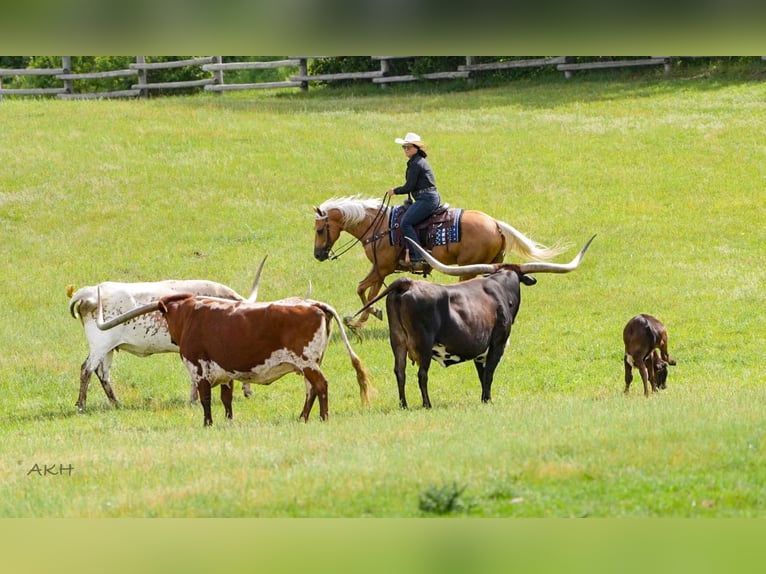American Paint Horse Hongre 8 Ans 152 cm Palomino in Nevis