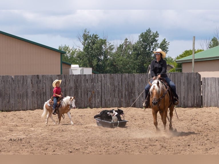 American Paint Horse Hongre 8 Ans 152 cm Palomino in Nevis