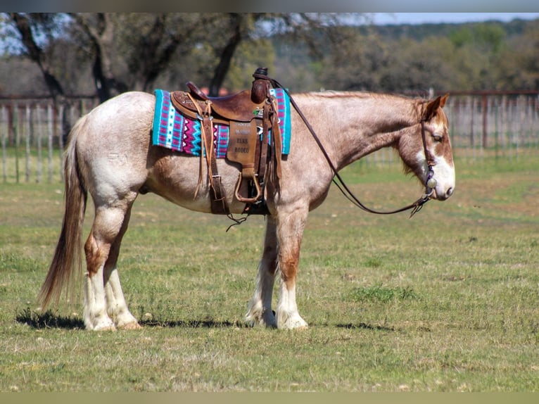 American Paint Horse Hongre 8 Ans 152 cm Rouan Rouge in Stephenville TX
