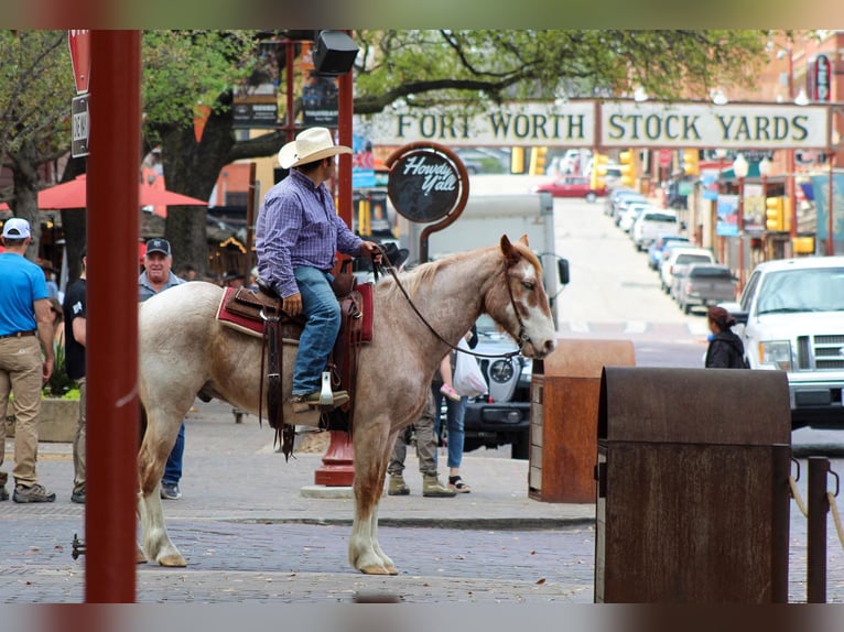 American Paint Horse Hongre 8 Ans 152 cm Rouan Rouge in Stephenville TX