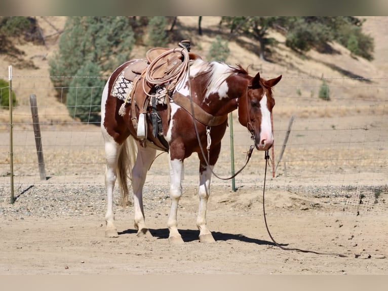 American Paint Horse Hongre 8 Ans 152 cm Tobiano-toutes couleurs in Tres Pinos